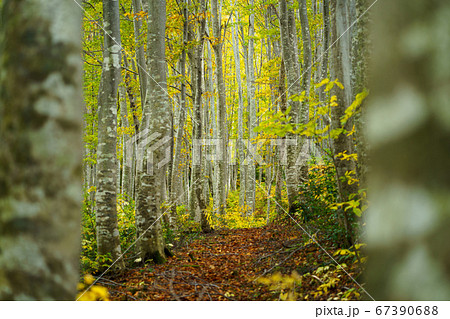 黄葉のブナの森 67390688