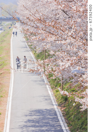 Spring flowers concept, beautiful nature scene with blooming tree 097 67392400