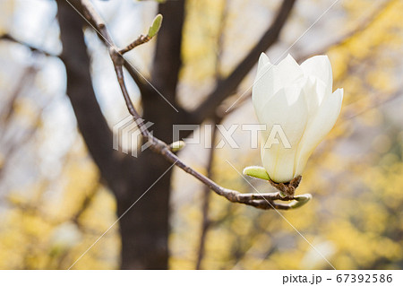 Spring flowers concept, beautiful nature scene with blooming tree 060 67392586