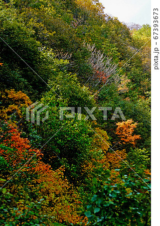 北海道　銀泉台　紅葉 67393673