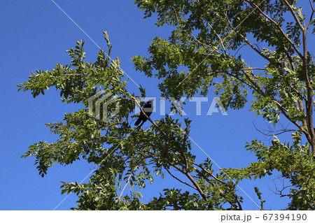 木にとまる1羽のカラス 67394190