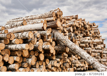 huge stack of birch logs prepared for processing huge stack of birch logs prepared for processing 67394261