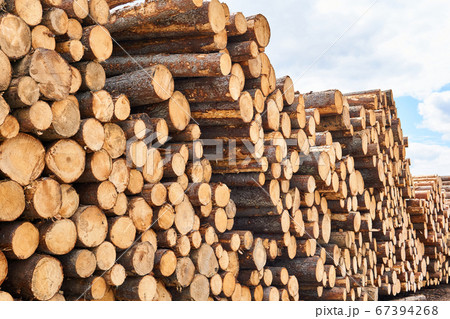 huge stack of logs prepared for transportation huge stack of logs prepared for transportation 67394268