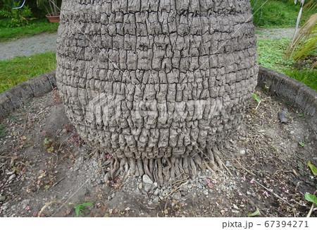Livingstona chinensis, plant, palm tree, Zagreb, 67394271