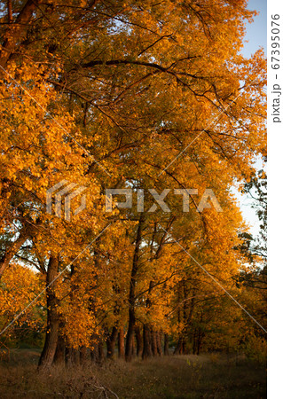 yellow trees forest autumn season fallen leaves 67395076