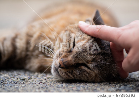 猫の頭をなでる 猫の頭をなでる 67395292