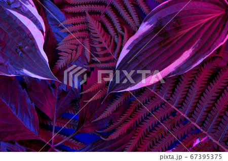 Tropical leaf forest glow in the black light background. High contrast. Tropical leaf forest glow in the black light background. High contrast. 67395375