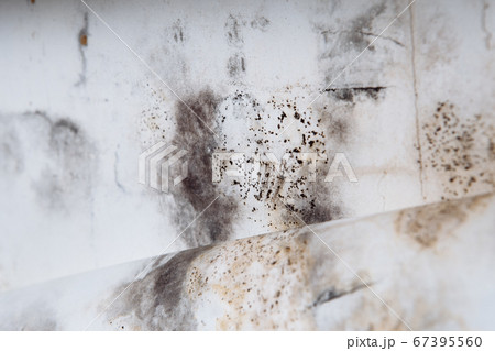 Black mold buildup in the corner of an old house. development of mildew under the Wallpaper Black mold buildup in the corner of an old house. development of mildew under the Wallpaper 67395560