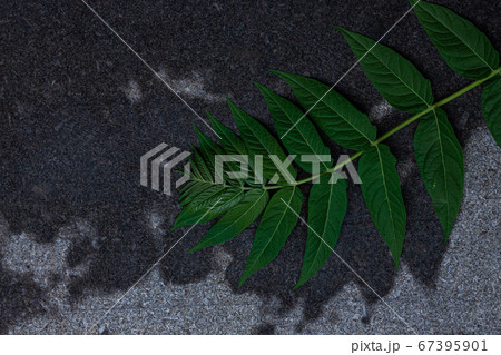Green palm leaves with shadows on a white brick Green palm leaves with shadows on a white brick 67395901