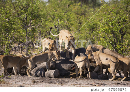 Female lions feeding on a dead elephant carcass. Female lions feeding on a dead elephant carcass. 67396072
