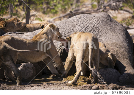 A group of female lions feeding on a dead elephant, Moremi Game Reserve, Botswana A group of female lions feeding on a dead elephant, Moremi Game Reserve, Botswana 67396082