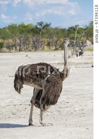 An ostrich on open ground. 67396118