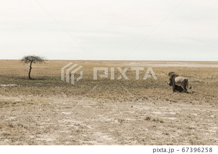Male lion and dead wildebeest, Kalahari Desert Male lion and dead wildebeest, Kalahari Desert 67396258