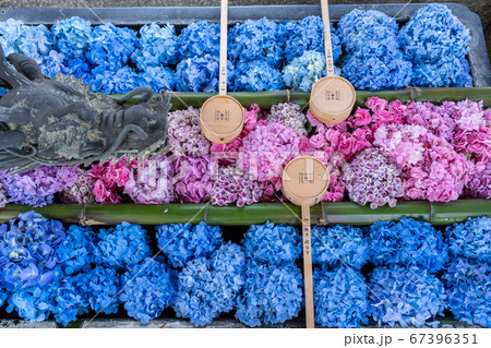 柳谷観音楊谷寺　紫陽花　あじさいウィーク 67396351