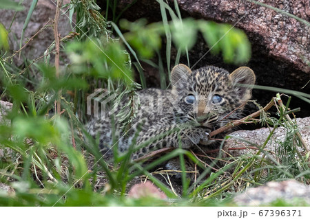 A leopard cub, Panthera pardus, lies in between grass, looking out of frame, blue eyes 67396371