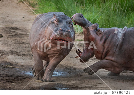 Two hippos, Hippopotamus amphibius, fight on land, mouth open, blood visible Two hippos, Hippopotamus amphibius, fight on land, mouth open, blood visible 67396425