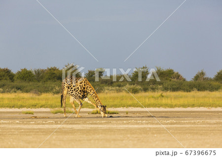 A giraffe crossing open ground at a salt pan A giraffe crossing open ground at a salt pan 67396675