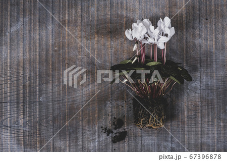 A cyclamen plant with white flowers and glossy green leaves. 67396878