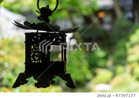 柳谷観音楊谷寺　紫陽花　あじさいウィーク 67397157