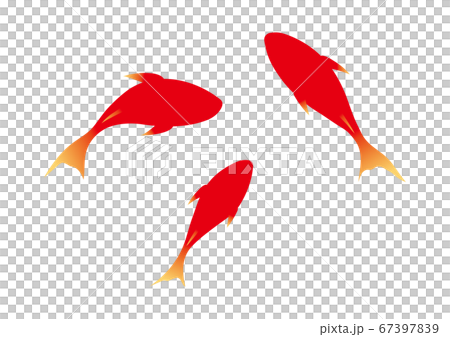 3匹の赤い金魚 67397839