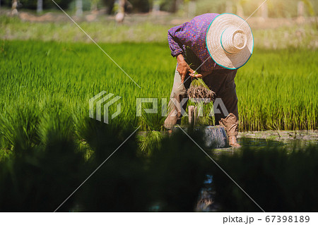 .Farmers work in rice fields, prepare seedlings .Farmers work in rice fields, prepare seedlings 67398189