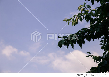 葉 木の葉 空 67399083