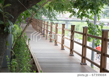 屋外 夏 緑 67399084