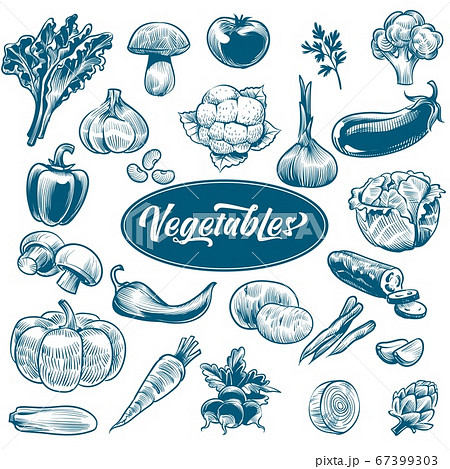 Chalk drawing of vegetables. Various vintage hand drawn vegetable with text, organic carrots broccoli eggplant, cabbage and mushroom, farming. Sketch style vector set 67399303