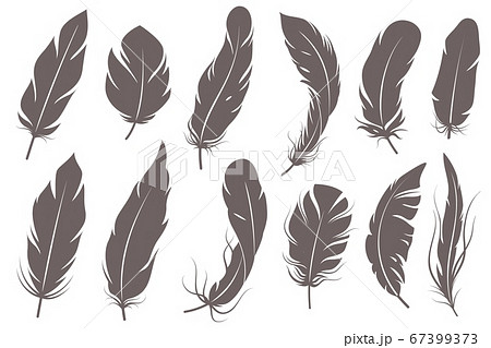 Feather silhouettes. Different feathering birds, graphic simple shapes pen decorative elements, gray elegant sketch plume wings vector set 67399373