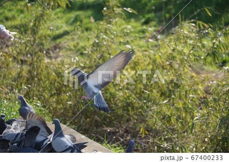 はと はと 67400233