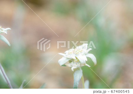 エーデルワイス　薄雪草　【長野県】 67400545