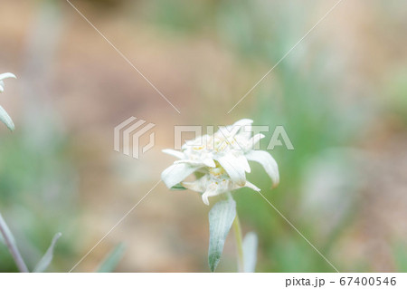 エーデルワイス 薄雪草 【長野県】 エーデルワイス 薄雪草 【長野県】 67400546