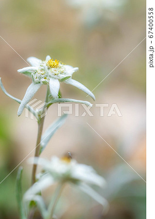 エーデルワイス 薄雪草 【長野県】 エーデルワイス 薄雪草 【長野県】 67400558