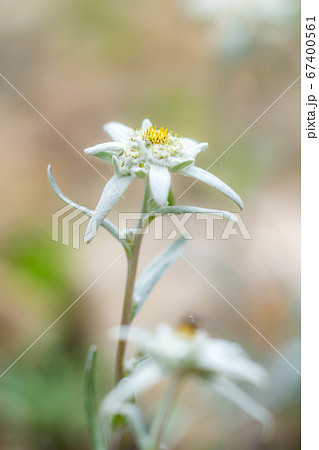 エーデルワイス 薄雪草 【長野県】 エーデルワイス 薄雪草 【長野県】 67400561