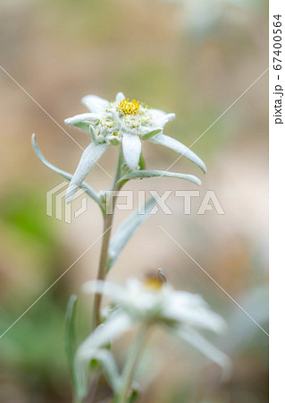 エーデルワイス 薄雪草 【長野県】 エーデルワイス 薄雪草 【長野県】 67400564