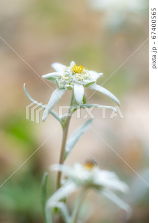 エーデルワイス 薄雪草 長野県 の写真素材