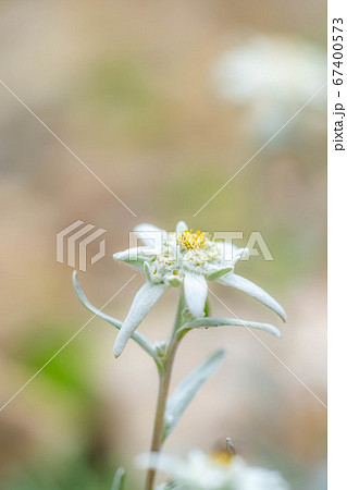 エーデルワイス 薄雪草 【長野県】 エーデルワイス 薄雪草 【長野県】 67400573