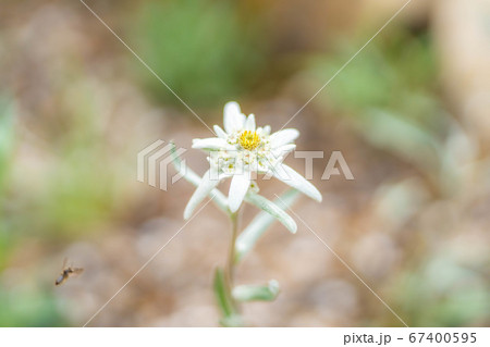 エーデルワイス 薄雪草 【長野県】 エーデルワイス 薄雪草 【長野県】 67400595
