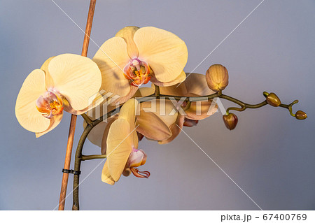Homemade flowers. Beautiful blooming Phalaenopsis yellow and Golden close-up at home. 67400769