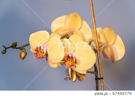 Homemade flowers. Beautiful blooming Phalaenopsis yellow and Golden close-up at home. Homemade flowers. Beautiful blooming Phalaenopsis yellow and Golden close-up at home. 67400770