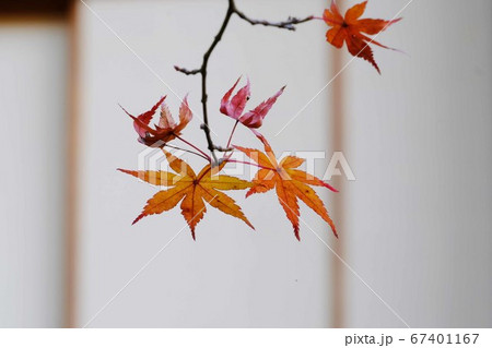 紅葉 67401167