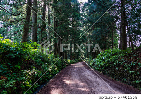 (栃木県)旧日光街道 杉並木 (栃木県)旧日光街道 杉並木 67401558