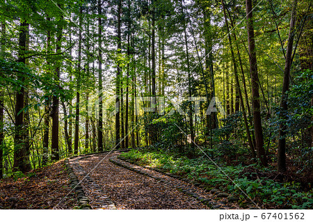 （栃木県）旧日光街道　杉並木 67401562