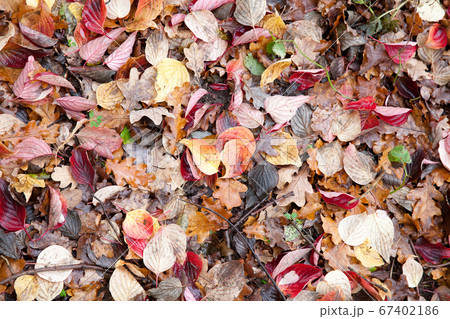 Autumn leaves close up in denmark Scandinavia 67402186