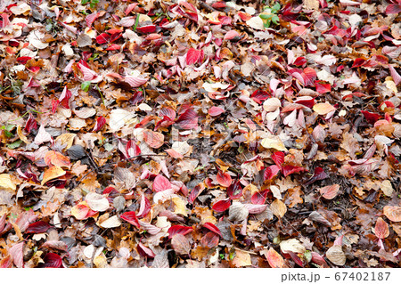 Autumn leaves close up in denmark Scandinavia 67402187