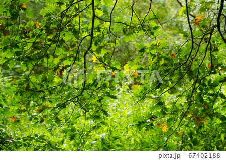 Autumn leaves close up in denmark Scandinavia 67402188