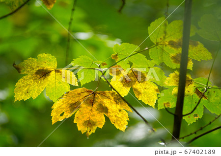 Autumn leaves close up in denmark Scandinavia 67402189
