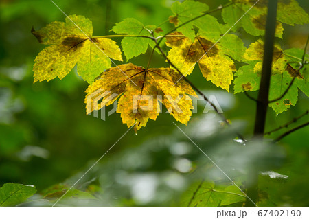 Autumn leaves close up in denmark Scandinavia 67402190