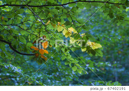 Autumn leaves close up in denmark Scandinavia 67402191