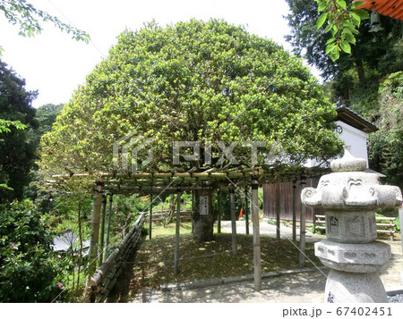 琵琶湖の竹生島の宝厳寺（もちの木） 67402451